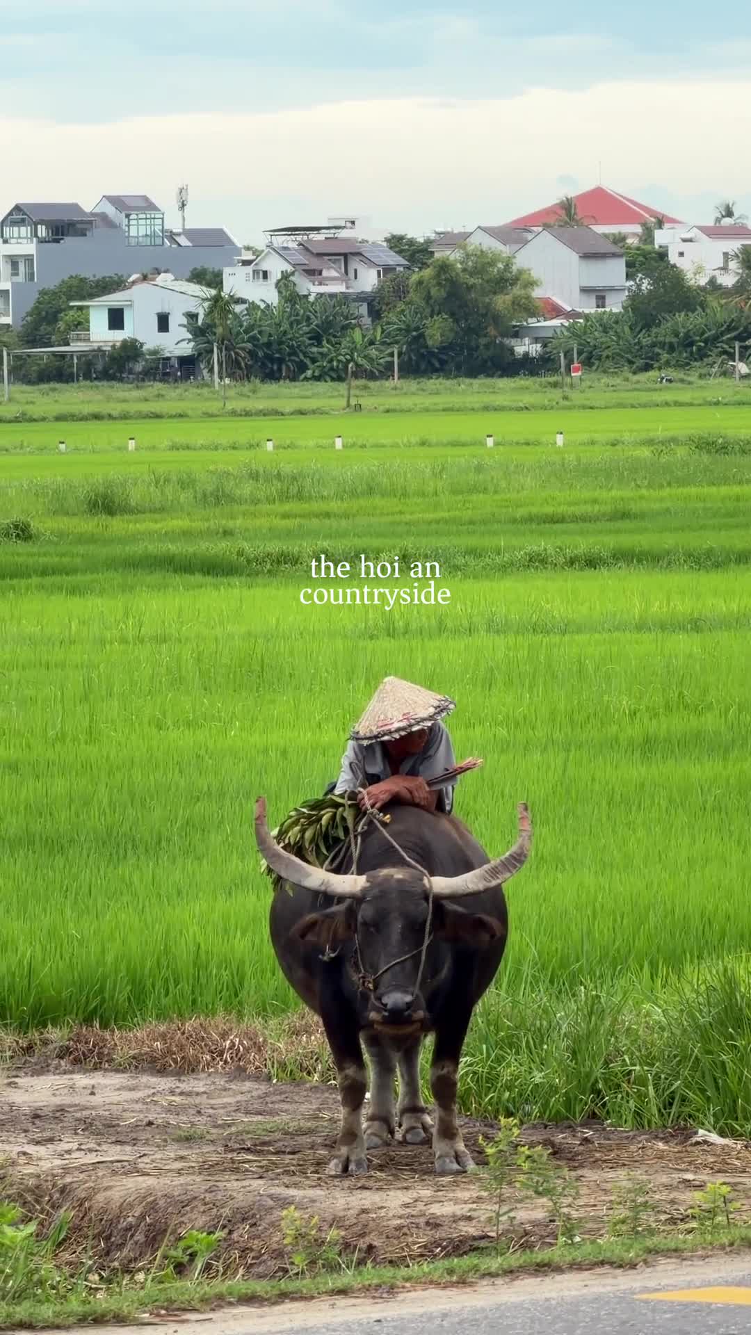 Hoi An Countryside